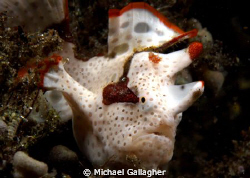 Clown froggie, PNG by Michael Gallagher 